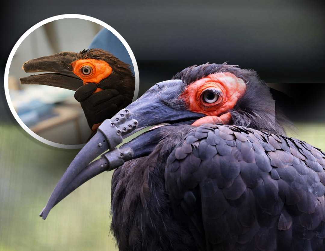 Hornbill receives 3D-printed beak, marking historic first — Menomonee Falls Community news