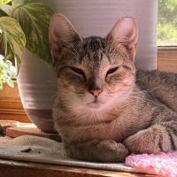 Milwaukee Record Cat Of The Week: Princess — Menomonee Falls Business news